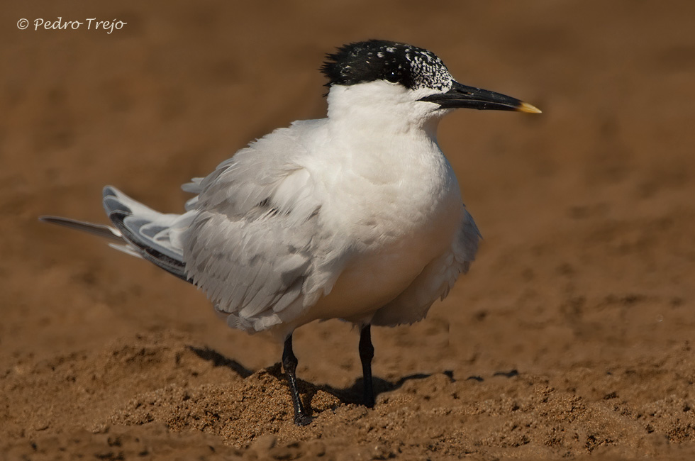 Charran patinegro (Sterna sandvicensis)